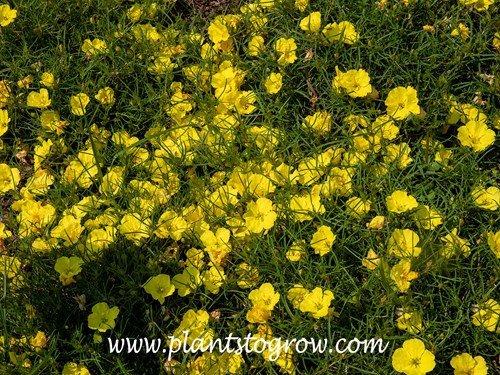 'Lady Bird' Sunglow Texas Primrose (Calylophus)